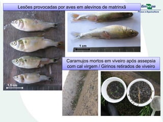 1,5 cm
Caramujos mortos em viveiro após assepsia
com cal virgem / Girinos retirados de viveiro
1 cm
Lesões provocadas por aves em alevinos de matrinxã
 