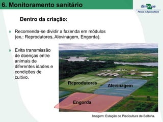 » Recomenda-se dividir a fazenda em módulos
(ex.: Reprodutores, Alevinagem, Engorda).
» Evita transmissão
de doenças entre
animais de
diferentes idades e
condições de
cultivo.
Imagem: Estação de Piscicultura de Balbina.
Dentro da criação:
6. Monitoramento sanitário
 