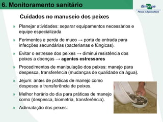 Cuidados no manuseio dos peixes
» Planejar atividades: separar equipamentos necessários e
equipe especializada
» Ferimentos e perda de muco → porta de entrada para
infecções secundárias (bacterianas e fúngicas).
» Evitar o estresse dos peixes → diminui resistência dos
peixes a doenças → agentes estressores
» Procedimentos de manipulação dos peixes: manejo para
despesca, transferência (mudanças de qualidade da água).
» Jejum: antes de práticas de manejo como
despesca e transferência de peixes.
» Melhor horário do dia para práticas de manejo
como (despesca, biometria, transferência).
» Aclimatação dos peixes.
6. Monitoramento sanitário
 