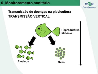 Reprodutores
Matrizes
Alevinos Ovos
Transmissão de doenças na piscicultura
TRANSMISSÃO VERTICAL
6. Monitoramento sanitário
 