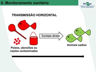 TRANSMISSÃO HORIZONTAL
Contato direto
Animais sadios
Peixes, utensílios ou
rações contaminados
6. Monitoramento sanitário
 