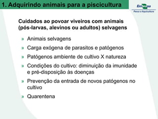 1. Adquirindo animais para a piscicultura
Cuidados ao povoar viveiros com animais
(pós-larvas, alevinos ou adultos) selvagens
» Animais selvagens
» Carga exógena de parasitos e patógenos
» Patógenos ambiente de cultivo X natureza
» Condições do cultivo: diminuição da imunidade
e pré-disposição às doenças
» Prevenção da entrada de novos patógenos no
cultivo
» Quarentena
 