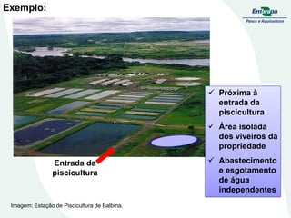 Entrada da
piscicultura
 Próxima à
entrada da
piscicultura
 Área isolada
dos viveiros da
propriedade
 Abastecimento
e esgotamento
de água
independentes
Imagem: Estação de Piscicultura de Balbina.
Exemplo:
 