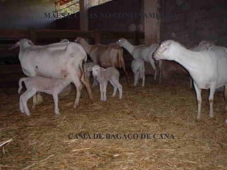 CAMA DE BAGAÇO DE CANA
MÃES E CRIAS NO CONFINAMENTO
 
