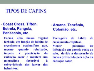 TIPOS DE CAPINS
• Coast Cross, Tifton,
Estrela, Pangola,
Pensacola, etc.
• Aruana, Tanzânia,
Colonião, etc.
Forma uma massa vegetal
fechada em função do hábito de
crescimento estolonífero que,
mesmo quando rebaixado,
impede a penetração da
radiação solar e mantém um
microclima favorável à
sobrevivência das larvas dos
helmintos.
Forrageira de hábito de
crescimento cespitoso.
Menor potencial de
infestação em pastejo rente ao
solo, devido a dessecação de
larvas provocada pela ação da
radiação solar.
 