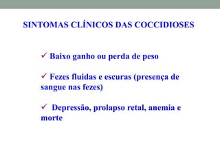 SINTOMAS CLÍNICOS DAS COCCIDIOSES
 Baixo ganho ou perda de peso
 Fezes fluidas e escuras (presença de
sangue nas fezes)
 Depressão, prolapso retal, anemia e
morte
 