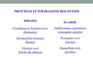 PRINCIPAIS ECTOPARASITOS DOS OVINOS
MIÍASES
Cochliomyia hominivorax
(bicheira)
Dermatobia hominis
(berne)
Oestrus ovis
(bicho da cabeça)
ÁCAROS
Amblyomma cajennense
(carrapato estrela)
Psoroptes ovis
(sarna)
Damalinia ovis
(piolho)
 