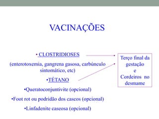 VACINAÇÕES
• CLOSTRIDIOSES
(enterotoxemia, gangrena gasosa, carbúnculo
sintomático, etc)
•TÉTANO
•Queratoconjuntivite (opcional)
•Foot rot ou podridão dos cascos (opcional)
•Linfadenite caseosa (opcional)
Terço final da
gestação
e
Cordeiros no
desmame
 