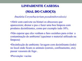 LINFADENITE CASEOSA
(MAL DO CAROÇO)
(bactéria Corynebacterium pseudotuberculosis)
•Abrir com canivete ou bisturi os abscessos que
aparecerem; drenar o pus e fazer uma boa limpeza com
produtos desinfetantes, como por exemplo iodo 10%.
•Não esperar que eles venham a furo sozinhos para evitar a
contaminação do ambiente! (queimar o material utilizado na
limpeza)
•Desinfecção do ambiente: lavagem com desinfetante (iodo)
no local onde ficam os animais (currais, confinamento, etc);
passar vassoura de fogo .
•Prevenção: vacina
 