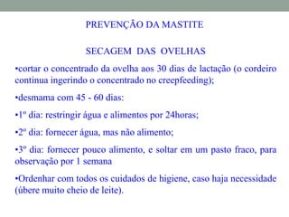 PREVENÇÃO DA MASTITE
SECAGEM DAS OVELHAS
•cortar o concentrado da ovelha aos 30 dias de lactação (o cordeiro
continua ingerindo o concentrado no creepfeeding);
•desmama com 45 - 60 dias:
•1º dia: restringir água e alimentos por 24horas;
•2º dia: fornecer água, mas não alimento;
•3º dia: fornecer pouco alimento, e soltar em um pasto fraco, para
observação por 1 semana
•Ordenhar com todos os cuidados de higiene, caso haja necessidade
(úbere muito cheio de leite).
 