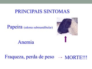 PRINCIPAIS SINTOMAS
Papeira (edema submandibular)
Anemia
Fraqueza, perda de peso MORTE!!!
 
