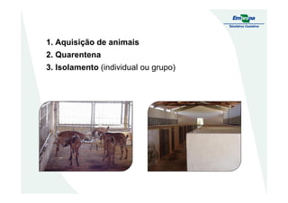 1. Aquisição de animais
2. Quarentena
3. Isolamento (individual ou grupo)
 
