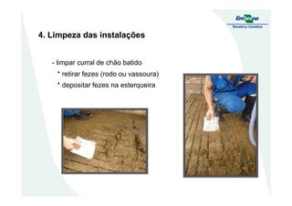 4. Limpeza das instalações
- limpar curral de chão batido
* retirar fezes (rodo ou vassoura)
* depositar fezes na esterqueira
 