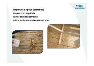• limpar piso ripado (estrados)
• raspar com espátula
• varrer cuidadosamente
• retirar as fezes abaixo do estrado
 