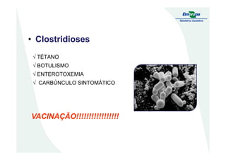 √ TÉTANO
√ BOTULISMO
√ ENTEROTOXEMIA
√ CARBÚNCULO SINTOMÁTICO
• Clostridioses
√ CARBÚNCULO SINTOMÁTICO
VACINAÇÃO!!!!!!!!!!!!!!!!!VACINAÇÃO!!!!!!!!!!!!!!!!!
 