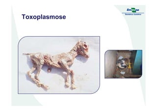 Toxoplasmose
 