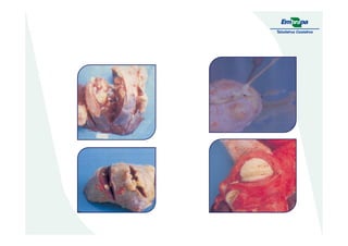 Abscessos caseosos viscerais:
Músculocardíaco
Glândulamamária
Músculocardíaco
Pulmão
 