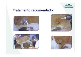 Tratamento recomendado:
 