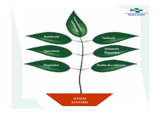 Vacinação
Quarentena
Desinfecção
Isolamento
Diagnóstico
Destino dos cadáveresDiagnóstico
MANEJOMANEJO
SANITÁRIOSANITÁRIO
 