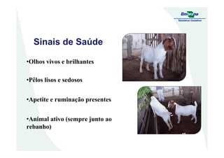 Sinais de Saúde
•Olhos vivos e brilhantes
•Pêlos lisos e sedosos•Pêlos lisos e sedosos
•Apetite e ruminação presentes
•Animal ativo (sempre junto ao
rebanho)
 
