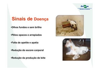Sinais de Doença
•Olhos fundos e sem brilho
•Pêlos opacos e arrepiados•Pêlos opacos e arrepiados
•Falta de apetite e apatia
•Redução do escore corporal
•Redução da produção de leite
 