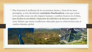 • Para fomentar la resiliencia de los ecosistemas dentro y fuera de las áreas
protegidas, se han identificado corredores bioclimáticos, rutas que evitan
en lo posible zonas con alto impacto humano y cambios bruscos en el clima,
para facilitar la movilidad y dispersión de individuos de diversas especies
entre hábitats que tienen condiciones adecuadas para su sobrevivencia ante el
cambio climático global.
 
