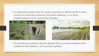• La explotación irracional de los recursos naturales en México desde los años
setenta nos ha llevado al deterioro del medio ambiente y a un fuerte
empobrecimiento de los ecosistemas naturales.
• El crecimiento económico del país depende de los recursos naturales, de las
condiciones del ambiente y de su madurez política.
 