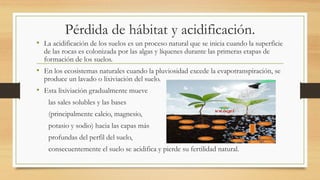 Pérdida de hábitat y acidificación.
• La acidificación de los suelos es un proceso natural que se inicia cuando la superficie
de las rocas es colonizada por las algas y líquenes durante las primeras etapas de
formación de los suelos.
• En los ecosistemas naturales cuando la pluviosidad excede la evapotranspiración, se
produce un lavado o lixiviación del suelo.
• Esta lixiviación gradualmente mueve
las sales solubles y las bases
(principalmente calcio, magnesio,
potasio y sodio) hacia las capas más
profundas del perfil del suelo,
consecuentemente el suelo se acidifica y pierde su fertilidad natural.
 