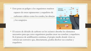 • Esto pone en peligro a los organismos marinos
capaces de crear caparazones y esqueletos de
carbonato cálcico como los corales, las almejas
y los cangrejos.
• El exceso de dióxido de carbono en los océanos absorbe los elementos
necesarios para que estos organismos puedan crear sus conchas y esqueletos.
Si el proceso de acidificación continua, el propio medio donde viven se
volverá tan corrosivo que, directamente, podría disolver sus conchas y
esqueletos.
 