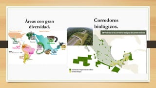 Áreas con gran
diversidad.
Corredores
biológicos.
 