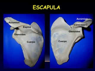 ESCAPULA
Cuerpo
Espina
Glenoides
Coracoides
Acromion
Cuerpo
Acromion
Glenoides
 