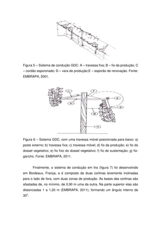 Figura 5 – Sistema de condução GDC: A – travessa fixa; B – fio da produção; C
– cordão esporonado; D – vara de produção;E – esporão de renovação. Fonte:
EMBRAPA, 2001.
Figura 6 – Sistema GDC, com uma travessa móvel posicionada para baixo: a)
poste externo; b) travessa fixa; c) travessa móvel; d) fio da produção; e) fio do
dossel vegetativo; e) fio fixo do dossel vegetativo; f) fio de sustentação; g) fio-
gancho. Fonte: EMBRAPA, 2011.
Finalmente, o sistema de condução em lira (figura 7) foi desenvolvido
em Bordeaux, França, e é composto de duas cortinas levemente inclinadas
para o lado de fora, com duas zonas de produção. As bases das cortinas são
afastadas de, no mínimo, de 0,90 m uma da outra. Na parte superior elas são
distanciadas 1 a 1,20 m (EMBRAPA, 2011), formando um ângulo interno de
30o
.
 