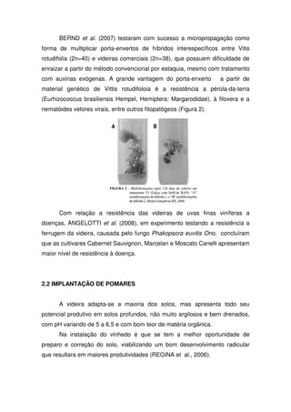 BERND et al. (2007) testaram com sucesso a micropropagação como
forma de multiplicar porta-enxertos de híbridos interespecíficos entre Vitis
rotudifolia (2n=40) e videiras comerciais (2n=38), que possuem dificuldade de
enraizar a partir do método convencional por estaquia, mesmo com tratamento
com auxinas exógenas. A grande vantagem do porta-enxerto a partir de
material genético de Vittis rotudifoloia é a resistência a pérola-da-terra
(Eurhizococcus brasiliensis Hempel, Hemiptera: Margarodidae), à filoxera e a
nematóides vetores virais, entre outros fitopatógeos (Figura 2).
Com relação a resistência das videiras de uvas finas viníferas a
doenças, ANGELOTTI et al. (2008), em experimento testando a resistência a
ferrugem da videira, causada pelo fungo Phakopsora euvitis Ono, concluíram
que as cultivares Cabernet Sauvignon, Marcelan e Moscato Canelli apresentam
maior nível de resistência à doença.
2.2 IMPLANTAÇÃO DE POMARES
A videira adapta-se a maioria dos solos, mas apresenta todo seu
potencial produtivo em solos profundos, não muito argilosos e bem drenados,
com pH variando de 5 a 6,5 e com bom teor de matéria orgânica.
Na instalação do vinhedo é que se tem a melhor oportunidade de
preparo e correção do solo, viabilizando um bom desenvolvimento radicular
que resultara em maiores produtividades (REGINA et al., 2006).
 