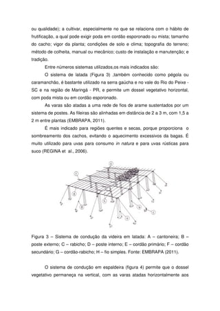 ou qualidade); a cultivar, especialmente no que se relaciona com o hábito de
frutificação, a qual pode exigir poda em cordão esporonado ou mista; tamanho
do cacho; vigor da planta; condições de solo e clima; topografia do terreno;
método de colheita, manual ou mecânico; custo de instalação e manutenção; e
tradição.
Entre números sistemas utilizados,os mais indicados são:
O sistema de latada (Figura 3) ,também conhecido como pégola ou
caramanchão, é bastante utilizado na serra gaúcha e no vale do Rio do Peixe -
SC e na região de Maringá - PR, e permite um dossel vegetativo horizontal,
com poda mista ou em cordão esporonado.
As varas são atadas a uma rede de fios de arame sustentados por um
sistema de postes. As fileiras são alinhadas em distância de 2 a 3 m, com 1,5 a
2 m entre plantas (EMBRAPA, 2011).
É mais indicado para regiões quentes e secas, porque proporciona o
sombreamento dos cachos, evitando o aquecimento excessivos da bagas. É
muito utilizado para uvas para consumo in natura e para uvas rústicas para
suco (REGINA et al., 2006).
Figura 3 – Sistema de condução da videira em latada: A – cantoneira; B –
poste externo; C – rabicho; D – poste interno; E – cordão primário; F – cordão
secundário; G – cordão-rabicho; H – fio simples. Fonte: EMBRAPA (2011).
O sistema de condução em espaldeira (figura 4) permite que o dossel
vegetativo permaneça na vertical, com as varas atadas horizontalmente aos
 