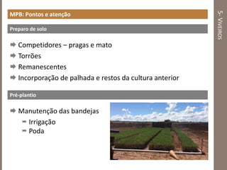 5-VIVEIROS
MPB: Pontos e atenção
Preparo de solo
 Competidores – pragas e mato
 Torrões
 Remanescentes
 Incorporação de palhada e restos da cultura anterior
Pré-plantio
 Manutenção das bandejas
 Irrigação
 Poda
 