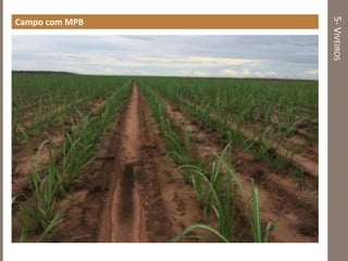 5-VIVEIROS
Campo com MPB
 
