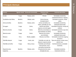 6-DOENÇAS
Principais doenças
Doença Agente causal Formas de transmissão Sintomas mais
evidentes
Controle mais eficaz
Carvão Fungo Mudas, vento Chicote Variedades resistentes,
tratamento térmico e roguing
Escaldadura das folhas Bactéria Mudas, corte Estrias brancas,
brotação lateral
Variedade resistente, mudas
sadias
Estria vermelha Bactéria Mudas, vento Estrias vermelhas nas
folhas, podridão da cana
Variedades resistentes,
adubação balanceada
Ferrugem Fungo Vento Queima das folhas,
esporos cor de ferrugem
Variedade resistente, manejo da
colheita
Mancha amarela Fungo Vento Manchas amareladas ou
avermelhadas nas folhas
Variedade resistente e que não
floresce
Mancha ocular Fungo Vento Mancha com estrias
avermelhadas
Variedades resistentes,
adubação balanceada
Mosaico Vírus Mudas, pulgões Mosaico nas folhas Variedades resistentes roguing
do viveiro
Podridão abacaxi Fungo Inseto, solo Podridão com odor de
abacaxi e esporos pretos
Época de plantio, mudas novas,
plantio raso.
Podridão vermelha Fungo Broca, chuva Podridão avermelhada
internamente, riscas
vermelhas transversais
Controle da broca, variedade
resistente.
Raquitismo das
soqueiras
Bactéria Mudas, corte Entupimento dos vasos,
brotação de soca
Variedade resistente,
tratamento térmico
 