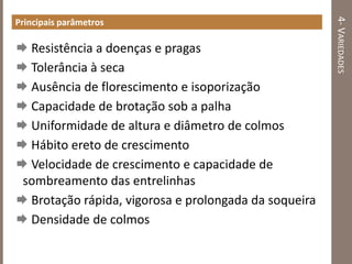 4-VARIEDADES
Principais parâmetros
 Resistência a doenças e pragas
 Tolerância à seca
 Ausência de florescimento e isoporização
 Capacidade de brotação sob a palha
 Uniformidade de altura e diâmetro de colmos
 Hábito ereto de crescimento
 Velocidade de crescimento e capacidade de
sombreamento das entrelinhas
 Brotação rápida, vigorosa e prolongada da soqueira
 Densidade de colmos
 