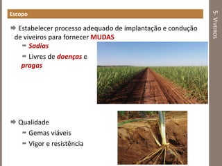 5-VIVEIROS
Escopo
 Estabelecer processo adequado de implantação e condução
de viveiros para fornecer MUDAS
 Qualidade
 Gemas viáveis
 Vigor e resistência
 Sadias
 Livres de doenças e
pragas
 
