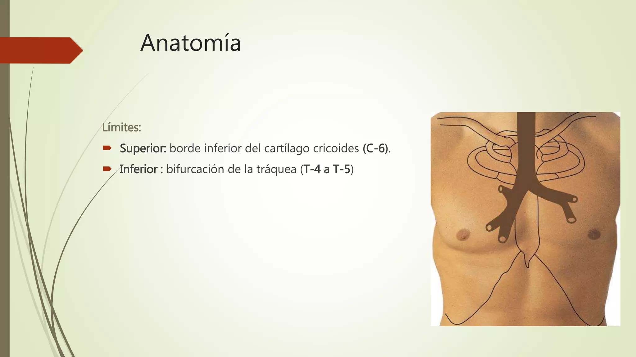 Anatomía
Límites:
 Superior: borde inferior del cartílago cricoides (C-6).
 Inferior : bifurcación de la tráquea (T-4 a T-5)
 