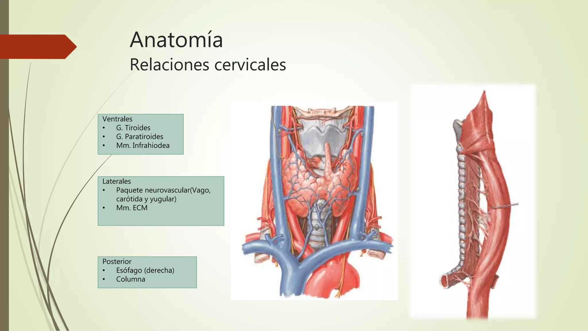 Anatomía
Relaciones cervicales
Ventrales
• G. Tiroides
• G. Paratiroides
• Mm. Infrahiodea
Laterales
• Paquete neurovascular(Vago,
carótida y yugular)
• Mm. ECM
Posterior
• Esófago (derecha)
• Columna
 