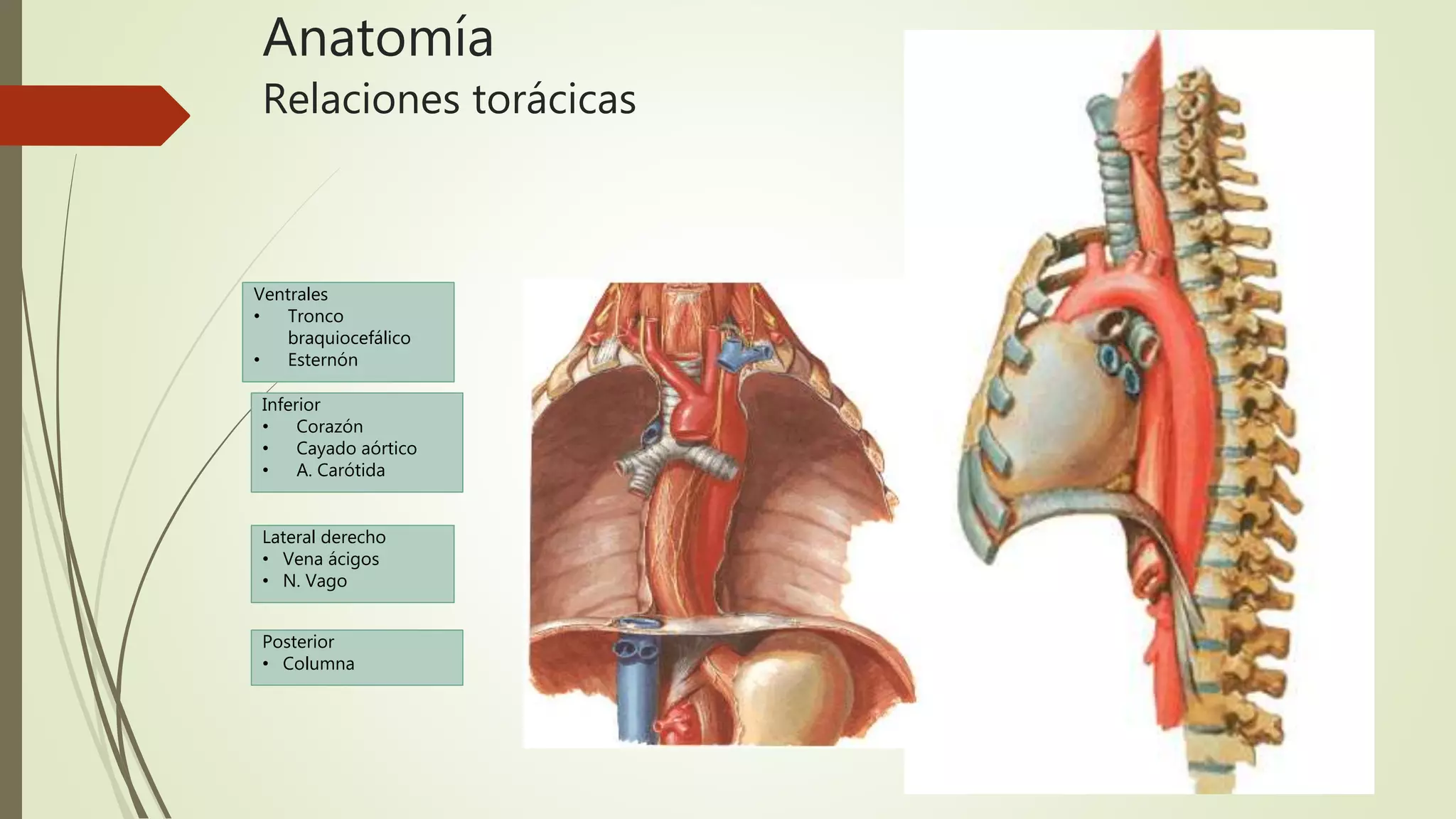 Anatomía
Relaciones torácicas
Ventrales
• Tronco
braquiocefálico
• Esternón
Inferior
• Corazón
• Cayado aórtico
• A. Carótida
Lateral derecho
• Vena ácigos
• N. Vago
Posterior
• Columna
 