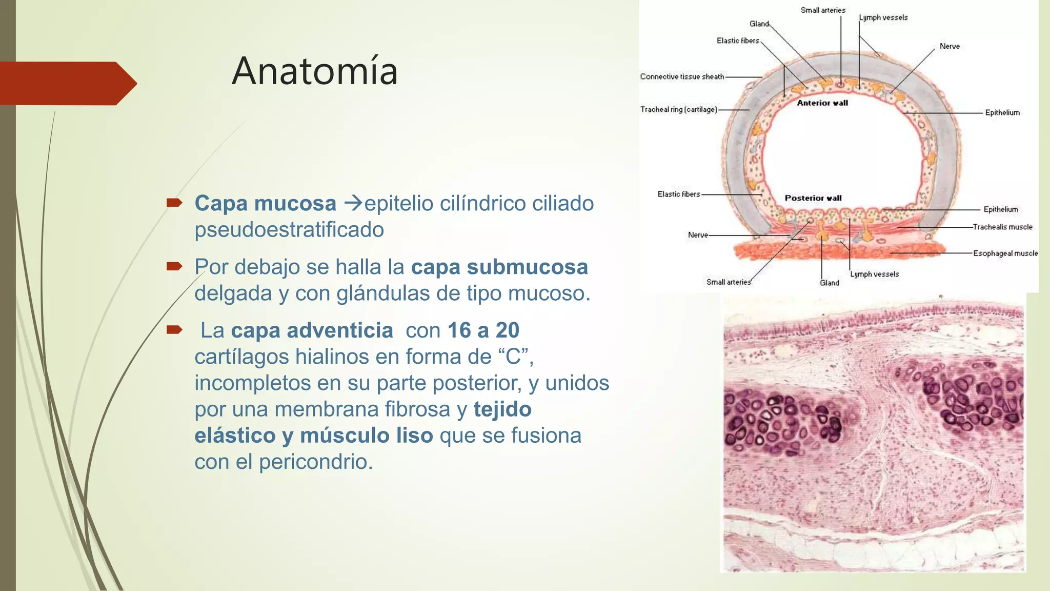 Anatomía
 Capa mucosa epitelio cilíndrico ciliado
pseudoestratificado
 Por debajo se halla la capa submucosa
delgada y con glándulas de tipo mucoso.
 La capa adventicia con 16 a 20
cartílagos hialinos en forma de “C”,
incompletos en su parte posterior, y unidos
por una membrana fibrosa y tejido
elástico y músculo liso que se fusiona
con el pericondrio.
 
