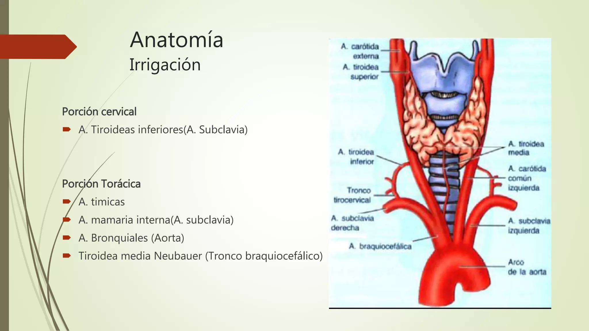 Anatomía
Irrigación
Porción cervical
 A. Tiroideas inferiores(A. Subclavia)
Porción Torácica
 A. timicas
 A. mamaria interna(A. subclavia)
 A. Bronquiales (Aorta)
 Tiroidea media Neubauer (Tronco braquiocefálico)
 