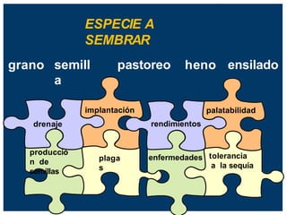 ESPECIE A
SEMBRAR
pastoreo
semill
a
heno ensilado
implantación
rendimientos
tolerancia
a la sequía
drenaje
producció
n de
semillas
enfermedades
palatabilidad
plaga
s
grano
 