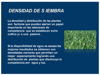 DENSIDAD DE S IEMBRA
Si la disponibilidad de agua es escasa los
mejores resultados se obtienen con
densidades menores que permiten un
mejor espaciamiento logrando una
distribución de plantas que disminuye la
competencia por agua y luz.
La densidad y distribución de las plantas
son factores que pueden ejercer un papel
importante en las relaciones de
competencia que se establecen entre
cultivo y/ o una pastura .
 