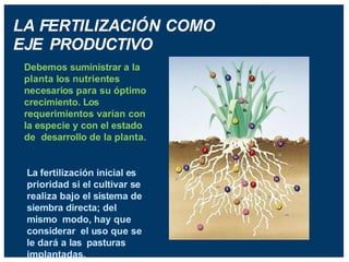 LA FERTILIZACIÓN COMO
EJE PRODUCTIVO
Debemos suministrar a la
planta los nutrientes
necesarios para su óptimo
crecimiento. Los
requerimientos varían con
la especie y con el estado
de desarrollo de la planta.
La fertilización inicial es
prioridad si el cultivar se
realiza bajo el sistema de
siembra directa; del
mismo modo, hay que
considerar el uso que se
le dará a las pasturas
implantadas.
 