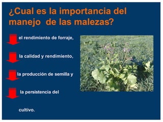 ¿Cual es la importancia del
manejo de las malezas?
el rendimiento de forraje,
la calidad y rendimiento,
la producción de semilla y
la persistencia del
cultivo.
 