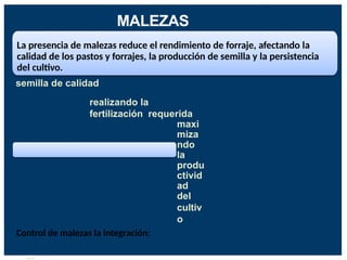 MALEZAS
La presencia de malezas reduce el rendimiento de forraje, afectando la
calidad de los pastos y forrajes, la producción de semilla y la persistencia
del cultivo.
semilla de calidad
realizando la
fertilización requerida
maxi
miza
ndo
la
produ
ctivid
ad
del
cultiv
o
Control de malezas la integración:
 