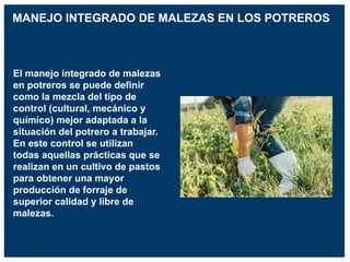 El manejo integrado de malezas
en potreros se puede definir
como la mezcla del tipo de
control (cultural, mecánico y
químico) mejor adaptada a la
situación del potrero a trabajar.
En este control se utilizan
todas aquellas prácticas que se
realizan en un cultivo de pastos
para obtener una mayor
producción de forraje de
superior calidad y libre de
malezas.
MANEJO INTEGRADO DE MALEZAS EN LOS POTREROS
 